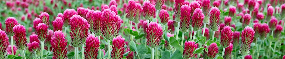 blooming crimson clover cover crop